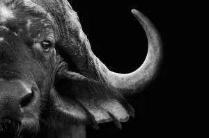 Water Buffalo